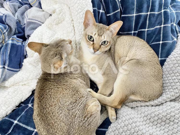 ベッドでくつろぐ2匹のシンガプーラ ベッドでくつろぐ2匹のシンガプーラ シンガプーラ,猫,ネコの写真素材