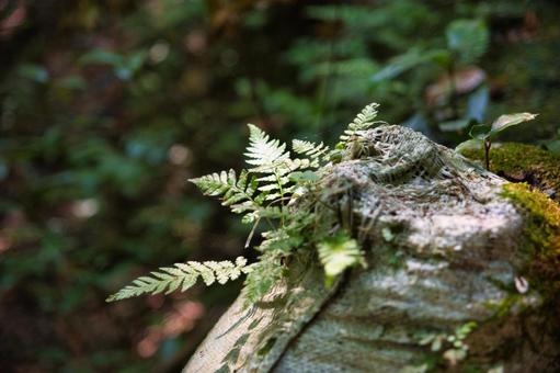 土のうに生えた植物 土のうに生えた植物の写真