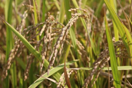 お米 お米 お米,米,新米の写真素材