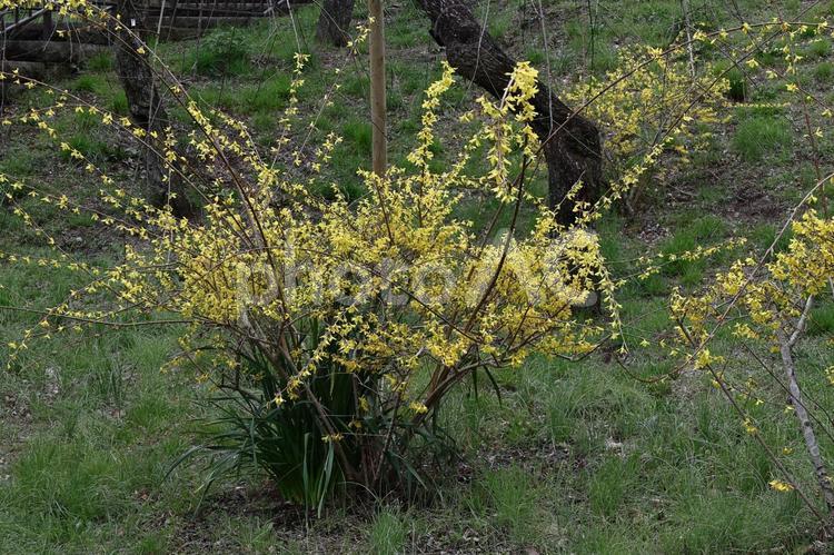 黄金色の花が爆発するように咲く レンギョウ,花,モクセイ科の写真素材