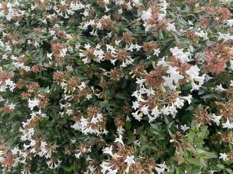 アベリア③ アベリア,秋花,白い花の写真素材