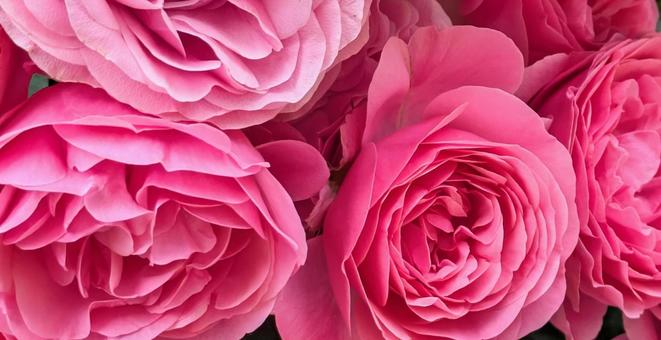 バラ　薔薇 バラ,薔薇,ピンクの写真素材