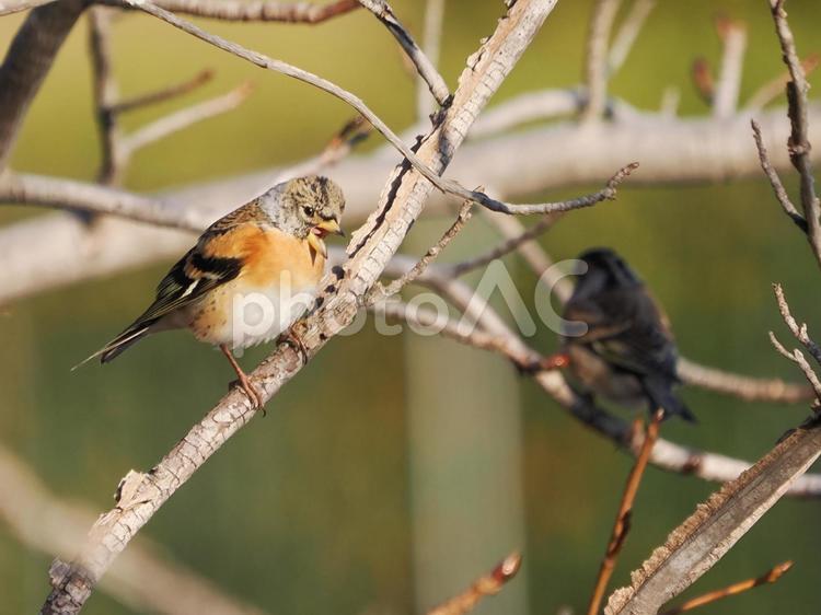 枝に止まるかわいいアトリ アトリ,飛翔,鳥の写真素材