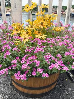 カラフルな花壇 カラフルな花壇 プランター,花壇,ピンクの花の写真素材