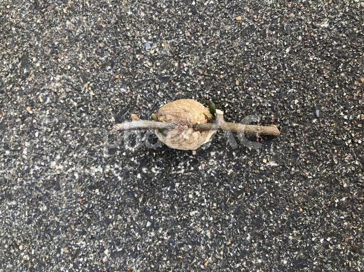 カマキリの卵（裏側） カマキリ,卵,昆虫の写真素材