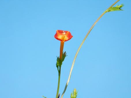 【花の写真】 マルバルコウソウ 【花の写真】 マルバルコウソウの写真