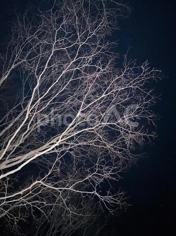 真夜中の森（白樺の木） ツリー,クリスマスツリー,夜の写真素材