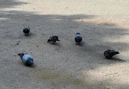 日陰のハト 日陰のハトの写真