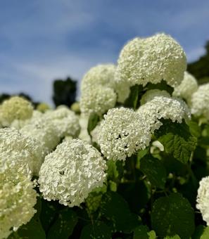 紫陽花　白の花の写真