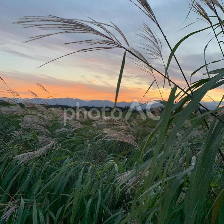秋の夕暮れ 秋,夕景,ススキの写真素材