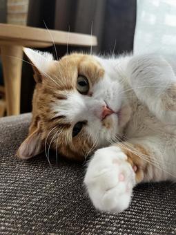 猫 猫の写真