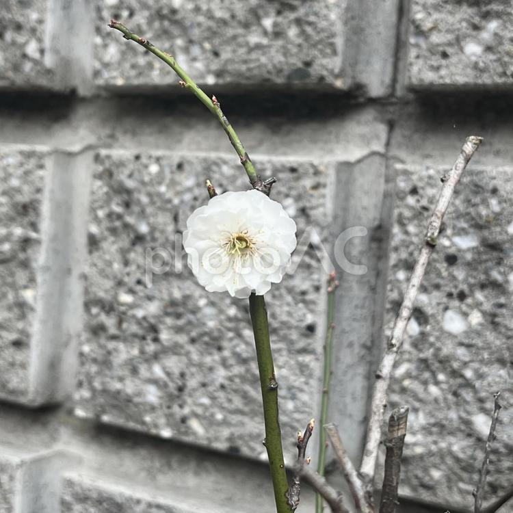 1輪の梅 梅,開花,春の写真素材