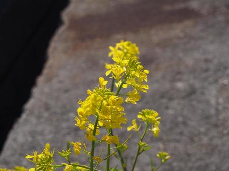菜の花の写真