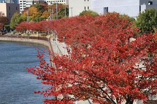 赤く紅葉する桜並木の河川公園と川のある街 赤く,紅葉,桜並木の写真素材