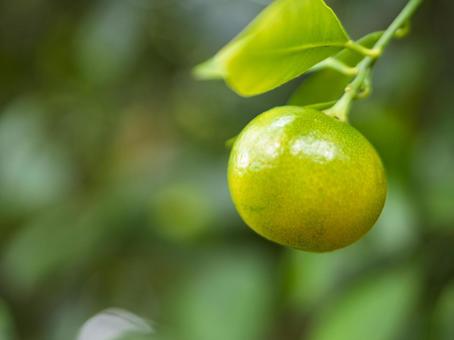 秋色を帯びた橘の実 橘,実,柑橘の写真素材