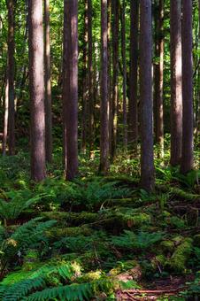 山奥の杉林 林道,山道,シダの写真素材