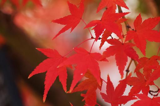 紅葉17(鶴見緑地) 紅葉17(鶴見緑地)の写真