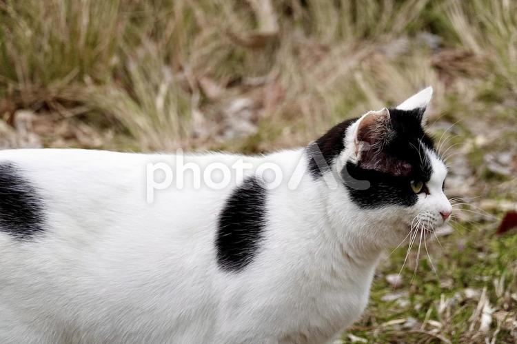野良猫　何か見てる 野良猫,ノラ,猫の写真素材