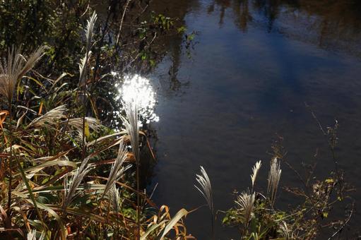 秋の小川 川,小川,秋の写真素材