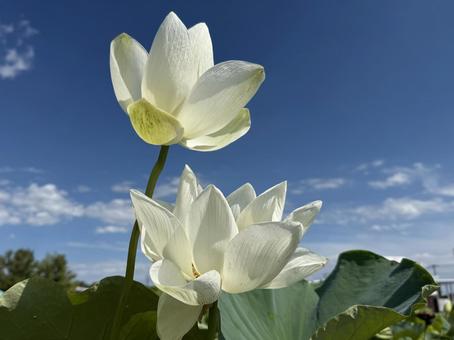 Photo, lotus, a lotus, lotus flower, 