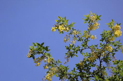 青空と黄色い花びらのキングサリの花の花木 青空と黄色い花びらのキングサリの花の花木 青空,黄色い,花びらの写真素材