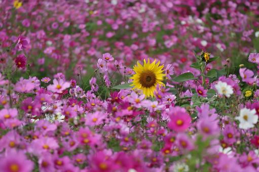 黄色の向日葵の咲く満開のカラフルな秋桜畑の写真