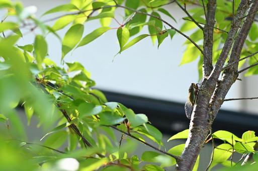 クマゼミ クマゼミ 生物,セミ,夏の写真素材