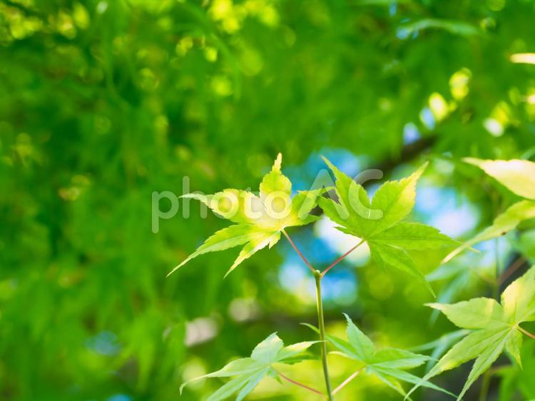 新緑とこもれびに包まれる青いもみじの葉 新緑,もみじ,木漏れ日の写真素材