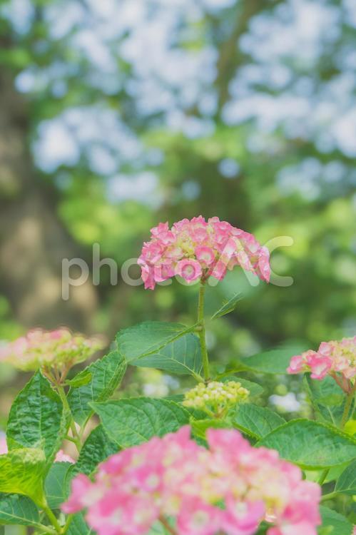 権現堂のアジサイ 紫陽花,ピンク,5月の写真素材