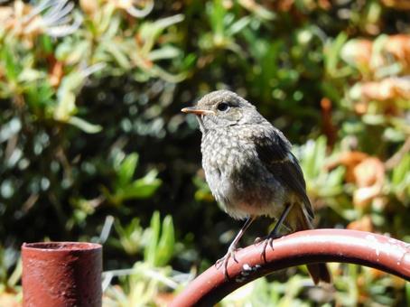 柵にとまるジョウビタキの幼鳥 柵にとまるジョウビタキの幼鳥の写真