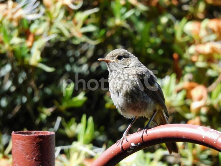 柵にとまるジョウビタキの幼鳥 野鳥,小鳥,かわいいの写真素材