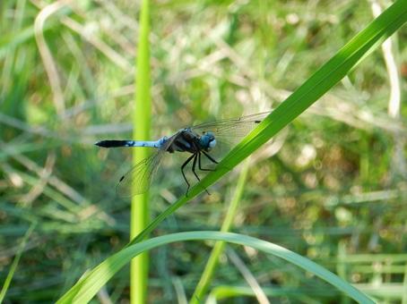 【昆虫写真】シオカラトンボ♂ 【昆虫写真】シオカラトンボ♂の写真
