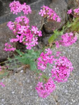 【花】5月のムシトリナデシコ 【花】5月のムシトリナデシコの写真