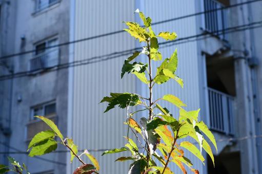 紅葉シーズン 紅葉シーズン 紅葉,季節,葉っぱの写真素材