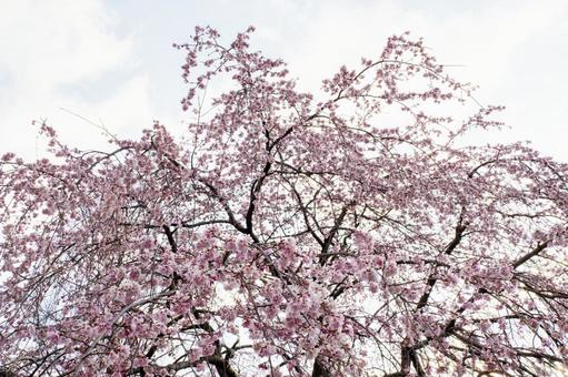 榴岡公園の桜⑼ 榴岡公園の桜⑼の写真