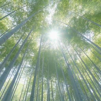 竹林 竹林の写真