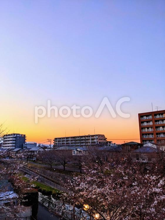 夕焼けに染まる桜のある街並み 空,晴天,ブルーの写真素材