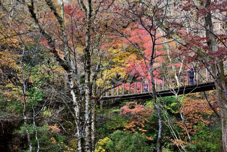 花貫渓谷の紅葉（北茨城） 秋,紅葉,ももじの写真素材