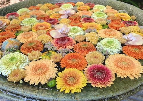 色鮮やかな花手水7 色鮮やかな花手水7 花手水,はなちょうず,手水舎の写真素材