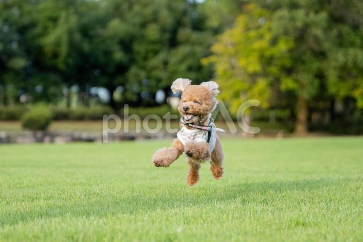 夏の公園で遊ぶトイプードル トイプードル,トイプー,夏の写真素材