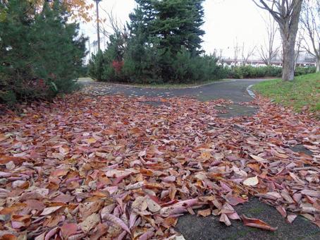 落ち葉の遊歩道 落ち葉,初冬,秋の写真素材