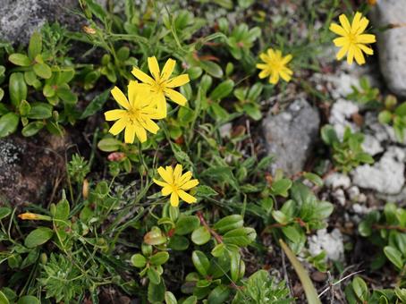 Wildflowers: Rock brookweed, JPG Wildflowers: Rock brookweed, JPG
