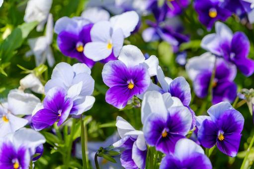 紫と白のビオラが咲く春の花壇 紫と白のビオラが咲く春の花壇の写真