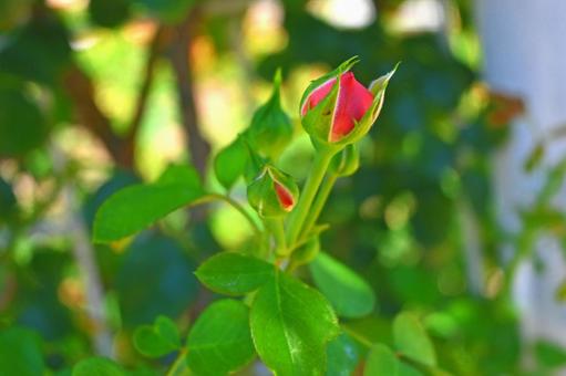小さな薔薇のつぼみの写真