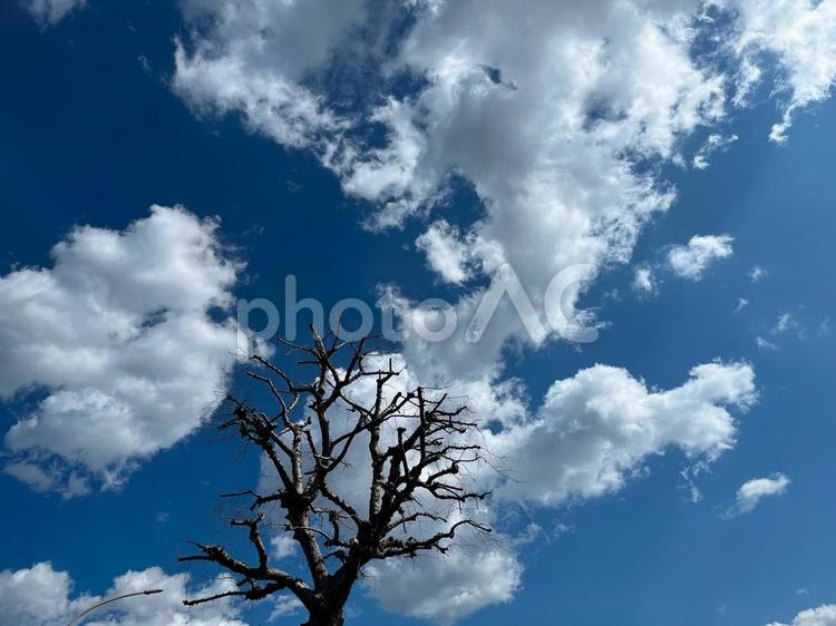 木と青空と雲と 木,春,青空の写真素材