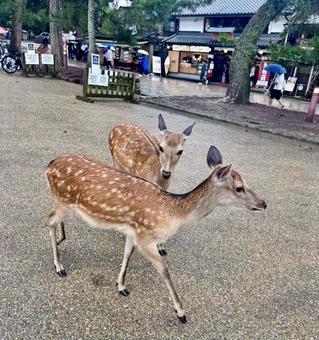 ペア鹿 ペア鹿の写真
