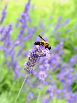 Photo, hosta sieboldii (species of plantain lily), giant resin bee, lavender, 