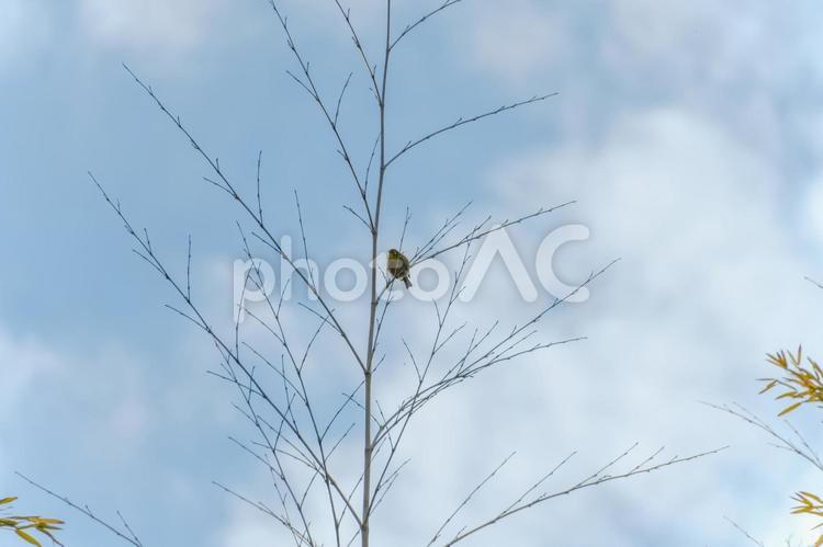 枝先で一休みする小鳥 メジロ,小鳥,青空の写真素材