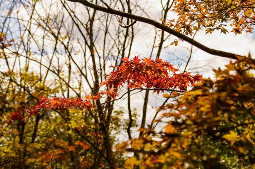 森の中で一部分が紅葉したモミジ 新緑紅葉,秋,もみじの写真素材