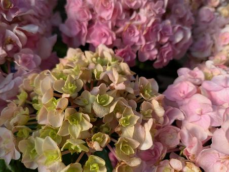 紫陽花いろいろ 紫陽花いろいろの写真